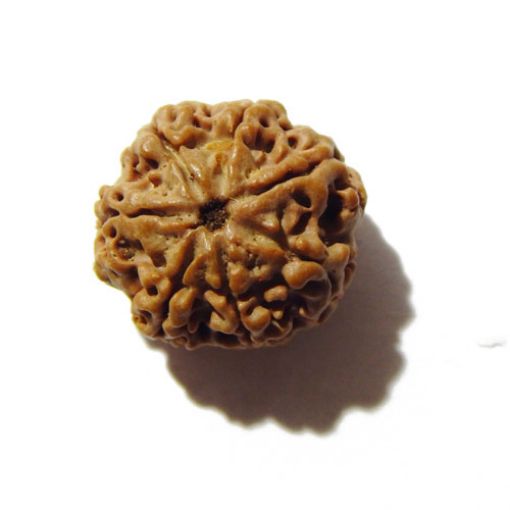 Seven Mukhi Rudraksha