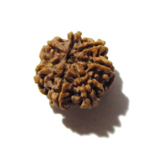 Seven Mukhi Rudraksha
