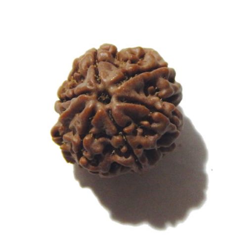Seven Mukhi Rudraksha