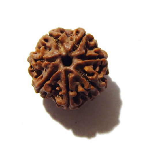 Seven Mukhi Rudraksha