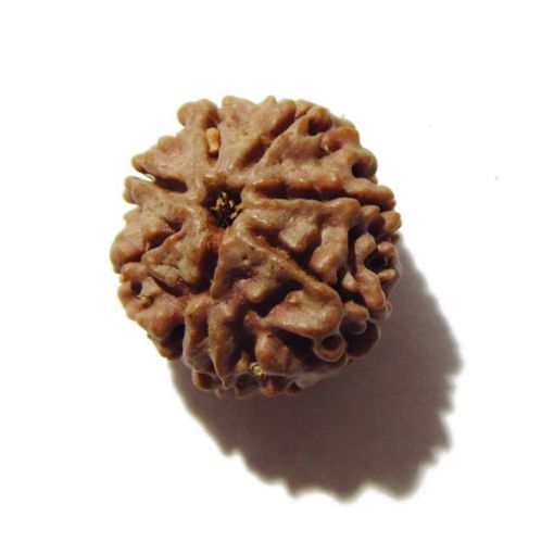 Seven Mukhi Rudraksha
