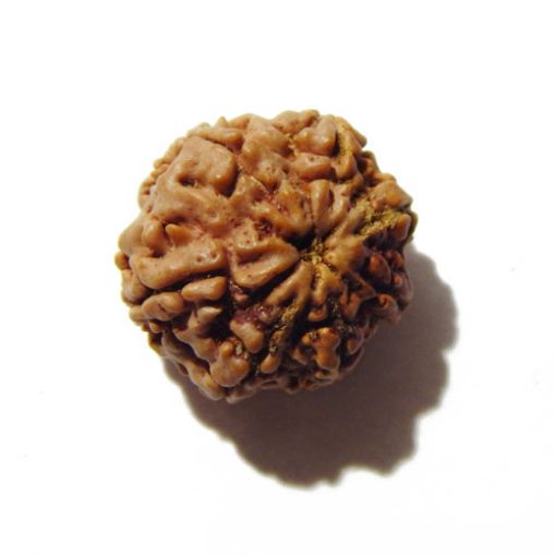 Seven Mukhi Rudraksha