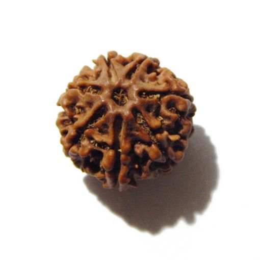 Seven Mukhi Rudraksha