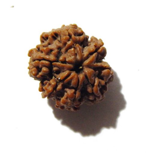 Seven Mukhi Rudraksha