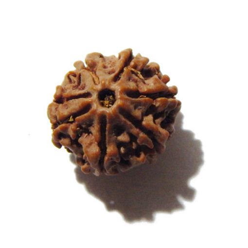 Seven Mukhi Rudraksha