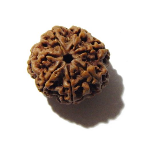 Seven Mukhi Rudraksha