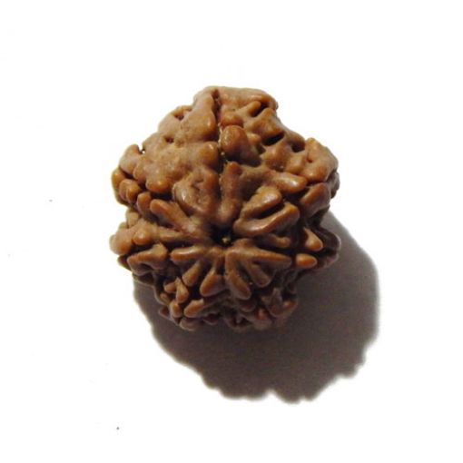 Seven Mukhi Rudraksha