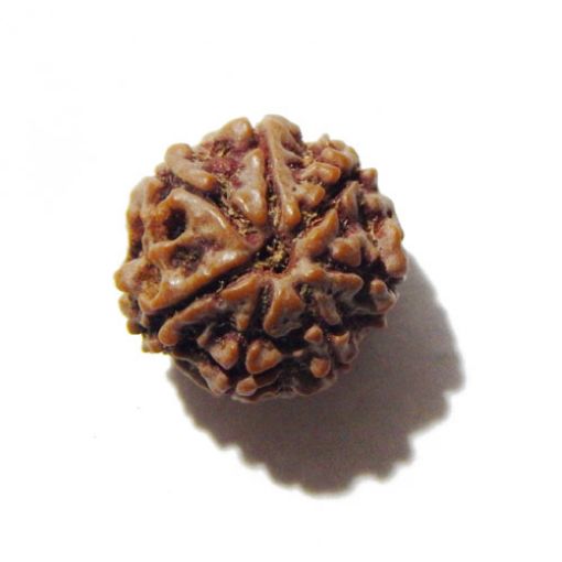 Seven Mukhi Rudraksha