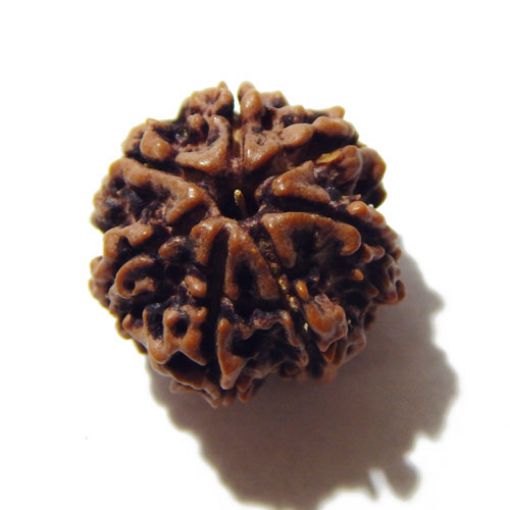 Seven Mukhi Rudraksha