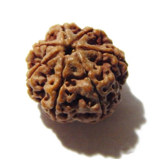 Seven Mukhi Rudraksha