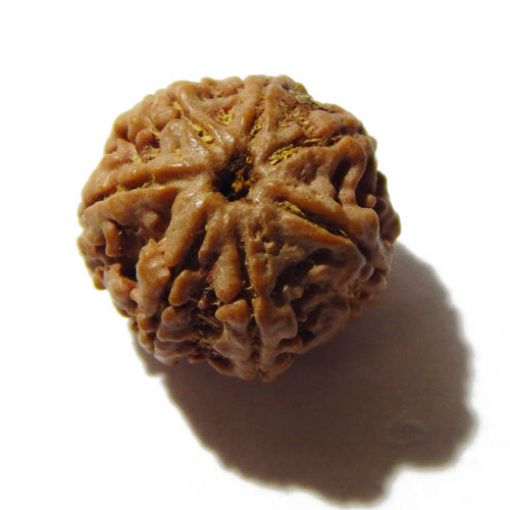 Seven Mukhi Rudraksha