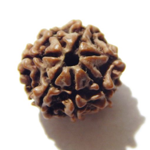 Seven Mukhi Rudraksha