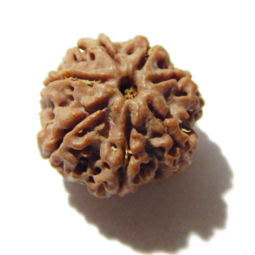 Seven Mukhi Rudraksha