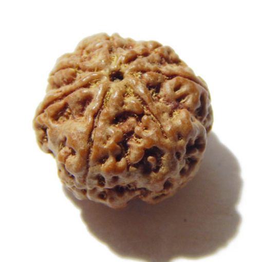 Seven Mukhi Rudraksha