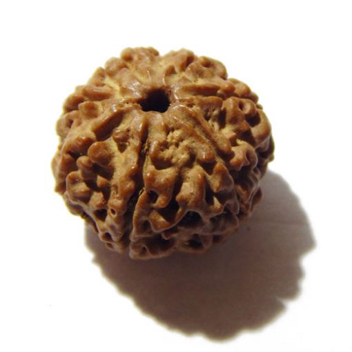 Seven Mukhi Rudraksha