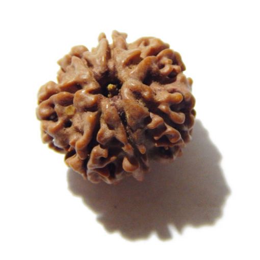 Seven Mukhi Rudraksha