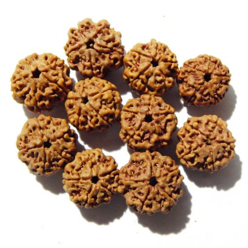 Five Mukhi Rudraksha