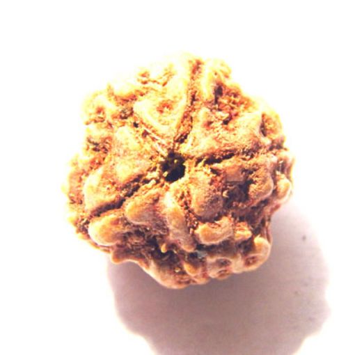 4 mukhi nepali rudraksha