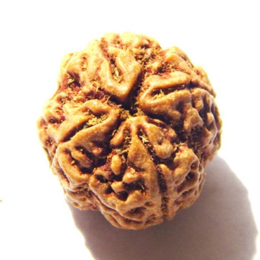 4 mukhi nepali rudraksha