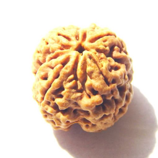 4 mukhi nepali rudraksha