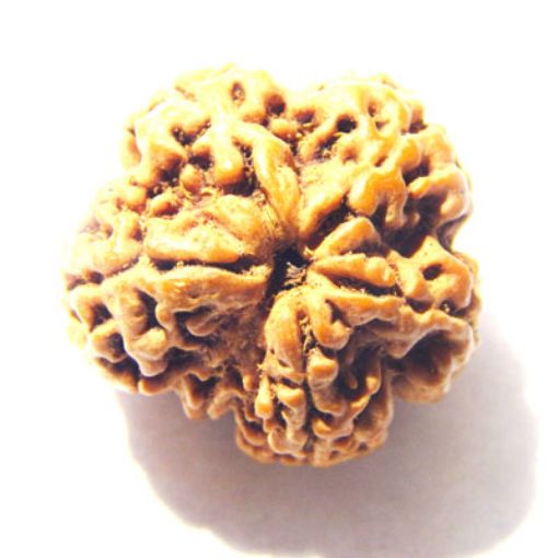 6 Mukhi Nepali Rudraksha