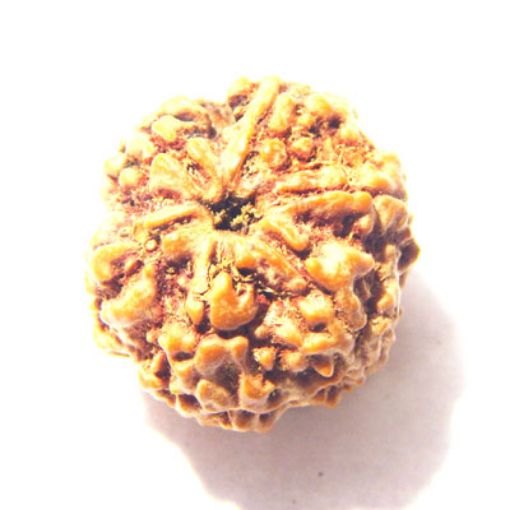 6 Mukhi Nepali Rudraksha