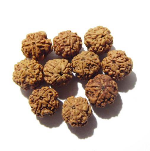 4 mukhi nepali rudraksha lot