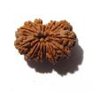 Fifteen Mukhi Rudraksha