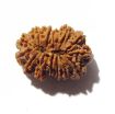 Fifteen Mukhi Rudraksha