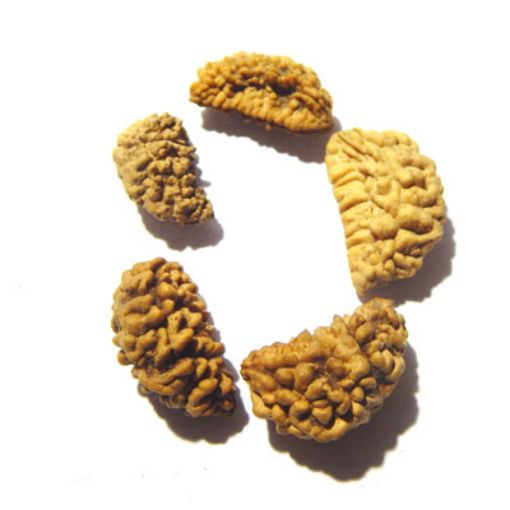 1 Mukhi Nepali Rudraksha Lot 