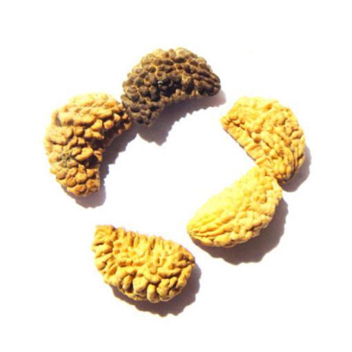 1 Mukhi Nepali Rudraksha Lot