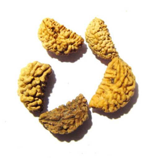 1 Mukhi Nepali Rudraksha Lot 