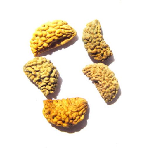1 Mukhi Nepali Rudraksha Lot 