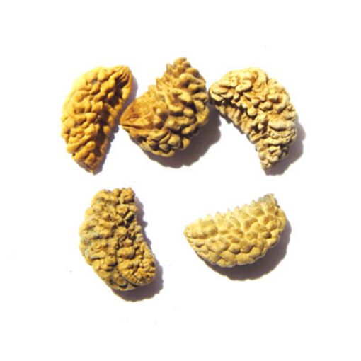 1 Mukhi Nepali Rudraksha Lot 