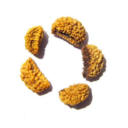 1 Mukhi Nepali Rudraksha Lot 