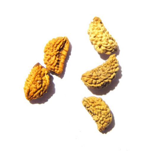 1 Mukhi Nepali Rudraksha Lot 