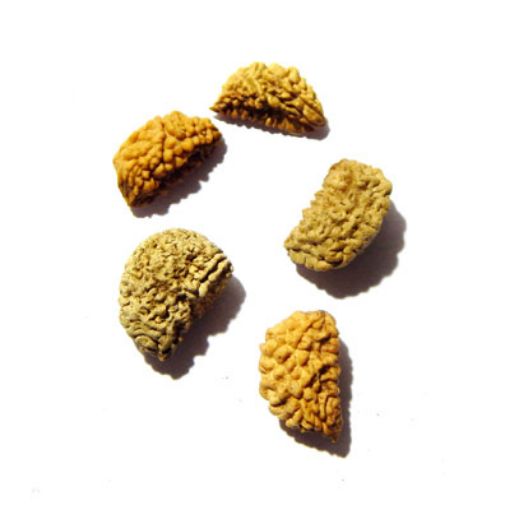 1 Mukhi Nepali Rudraksha Lot 