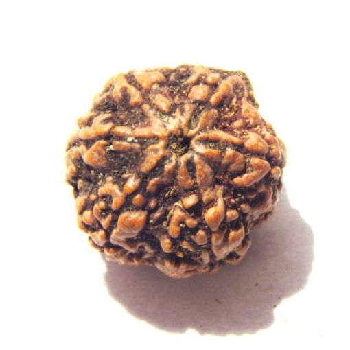 6 Mukhi Nepali Rudraksha