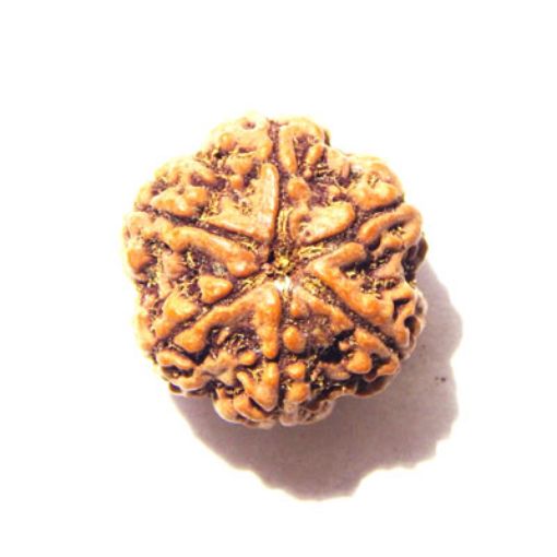 6 Mukhi Nepali Rudraksha