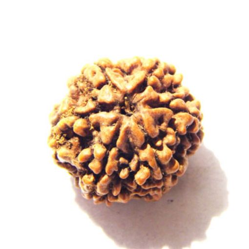 6 Mukhi Nepali Rudraksha
