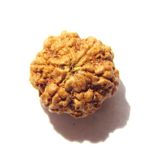 6 Mukhi Nepali Rudraksha