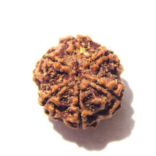 6 Mukhi Nepali Rudraksha