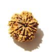 8 Mukhi Nepali Rudraksha