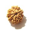 8 Mukhi Nepali Rudraksha