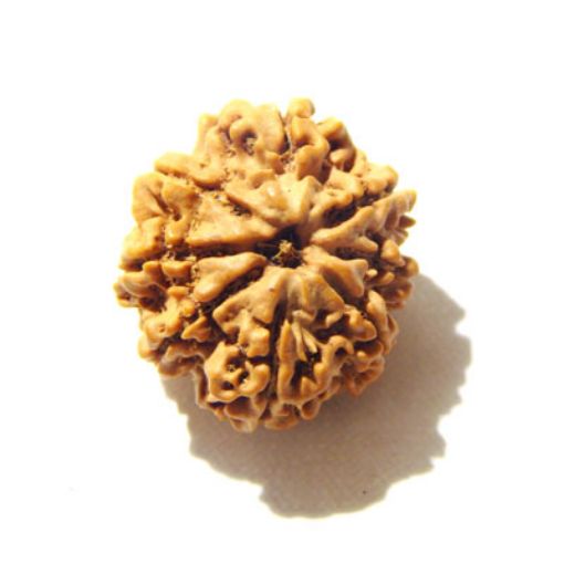 8 Mukhi Nepali Rudraksha