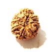8 Mukhi Nepali Rudraksha