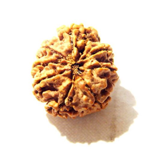 8 Mukhi Nepali Rudraksha