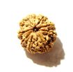 8 Mukhi Nepali Rudraksha