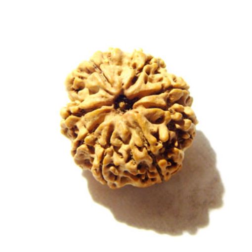 8 Mukhi Nepali Rudraksha