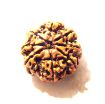 8 Mukhi Nepali Rudraksha